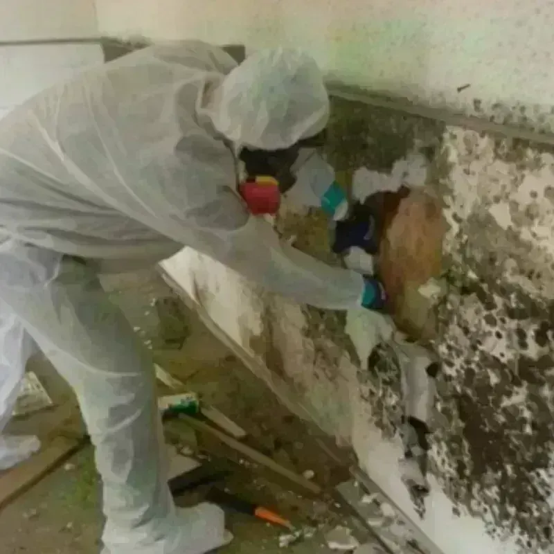 Mold Remediation and Removal in Royal Palm Estates, FL